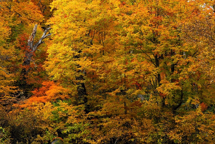 近年になくブナの木の葉の輝きに包まれた今年の秋の紅葉の姿です（尾瀬ブナ坂にて・２０２３年１０月２０日）。