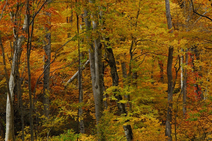 橙色と黄色の紅葉の光景に包まれたブナの木の素朴な大自然の原生林の姿からは、一気に紅葉の最前線の姿に移り変わった光景にも見えましたが、とても神秘的な紅葉の光景でした（尾瀬ブナ坂にて・２０２３年１０月２０日）。