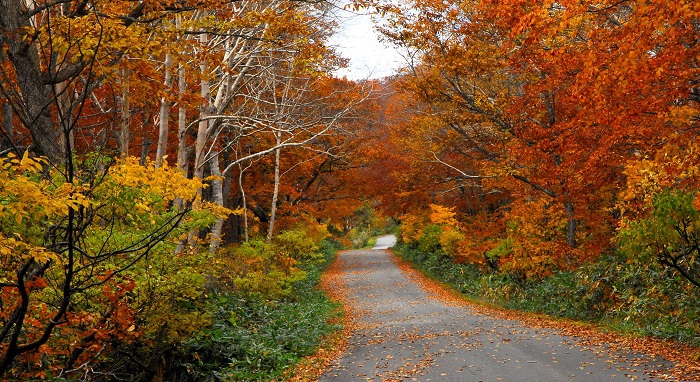 紅葉の早いダケカンバなどはもう落葉の光景も見える、紅葉の最前線の尾瀬ブナ平。道路の落ち葉もこの頃から日ごとに増えてゆきました（尾瀬ブナ平にて・２０２３年１０月２０日）。