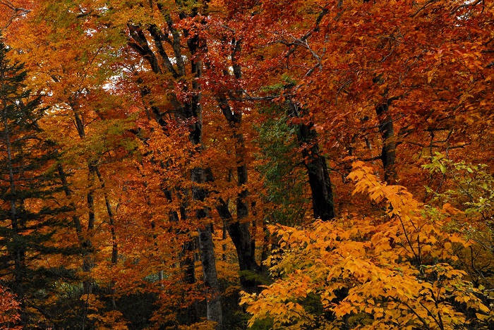 モミジの赤や、橙色や、黄色の光景に染まるブナの原生林。息をのむほど美しく綺麗でした（尾瀬ブナ平にて・２０２３年１０月２０日）。