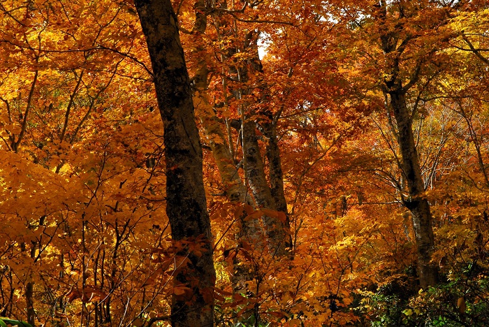 光り輝くような鮮やかな紅葉に包まれた「尾瀬国立公園・ブナ平」。最前線の故郷の紅葉に出会えて、本当に幸せでした（尾瀬ブナ平にて・２０２３年１０月２０日）。