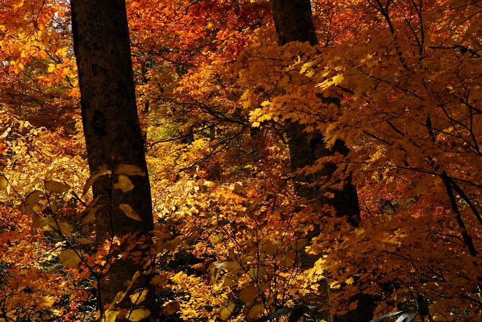 光り輝くモミジの紅葉は、この日、神秘的なほどの光景を放っておりました（尾瀬ブナ平にて・２０２３年１０月２０日）。