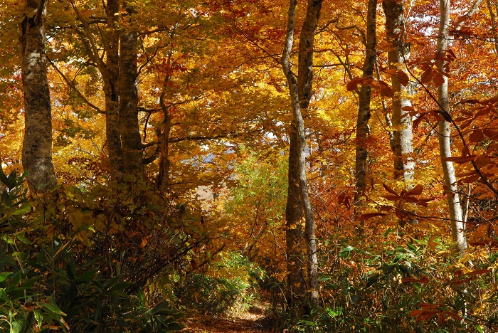 なかなか鮮やかな紅葉のピークの姿にならなかった今年の紅葉。この日は最高の紅葉の美しさが見られた日でした（尾瀬ブナ平、御池古道にて・２０２３年１０月２０日）。