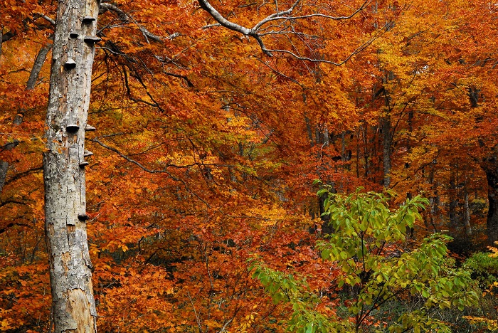 コメツガの枯れ木の奥に見る、橙色と赤と黄色の彩に染まるブナの原生林の紅葉。心洗われるような美しさでした（尾瀬ブナ平にて・２０２３年１０月２０日）。