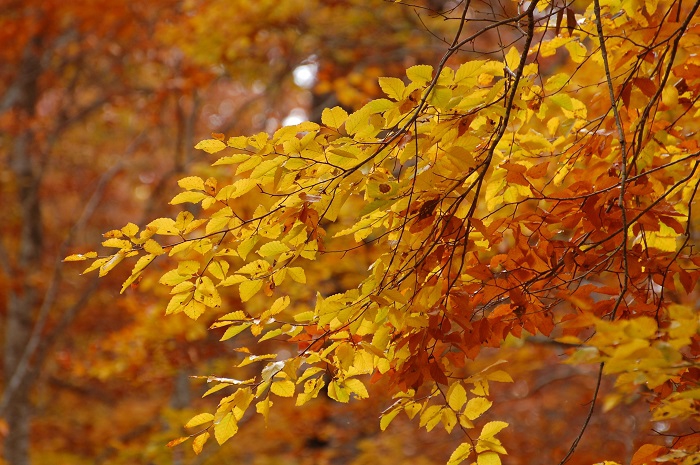 紅葉の葉も綺麗で美しいブナの木ですが、ブナの木の葉の枝先は細く、本当に繊細で美しい枝先です（尾瀬ブナ平にて・２０２３年１０月２０日）。