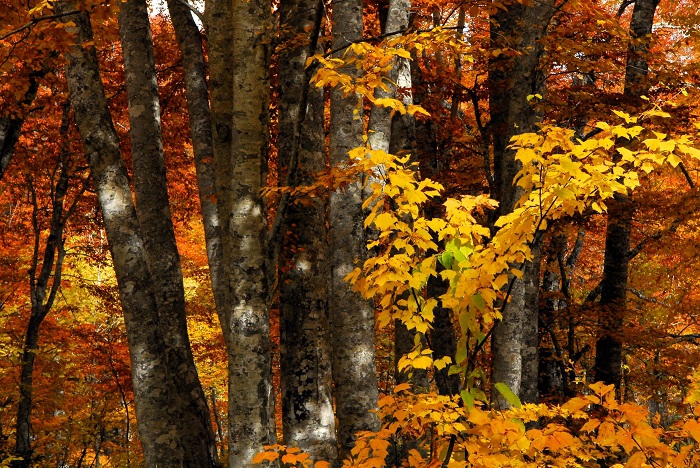 黄色のカエデの紅葉の奥に、色鮮やかに染まるブナの原生林の紅葉を見つめて（尾瀬ブナ平にて・２０２３年１０月２０日）。