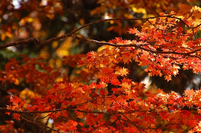 紅葉の最前線で見るブナ坂のモミジの光景です（尾瀬ブナ坂にて・２０２３年１０月２０日）。