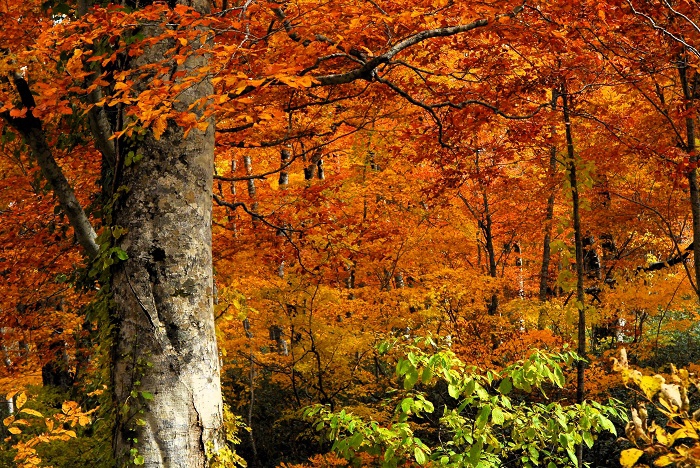 巨大なブナの木の奥に見る、光り輝く色とりどりの紅葉の姿。見ているだけで、清らかに心洗われてゆくような光景でした（尾瀬ブナ平にて・２０２３年１０月２０日）。