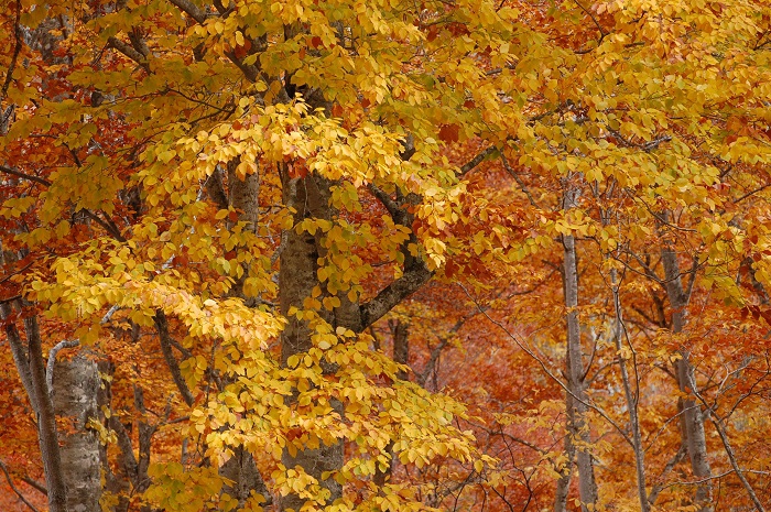 毎年、枯れてゆく葉の姿が多く見られてきたブナの木の紅葉。今年は、輝く姿が多く見られました（尾瀬ブナ平にて・２０２３年１０月２０日）。