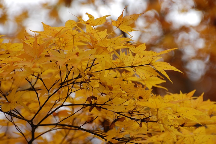 紅葉の最前線をようやく迎えた、ブナ坂のモミジの姿です。美しく綺麗でした（尾瀬ブナ坂にて・２０２３年１０月２０日）。