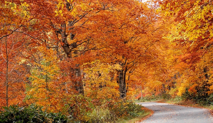 尾瀬ブナ平の紅葉の最盛期でもあったこの日の紅葉は、本当に鮮やかなものでした（２０２３年１０月２０日）。