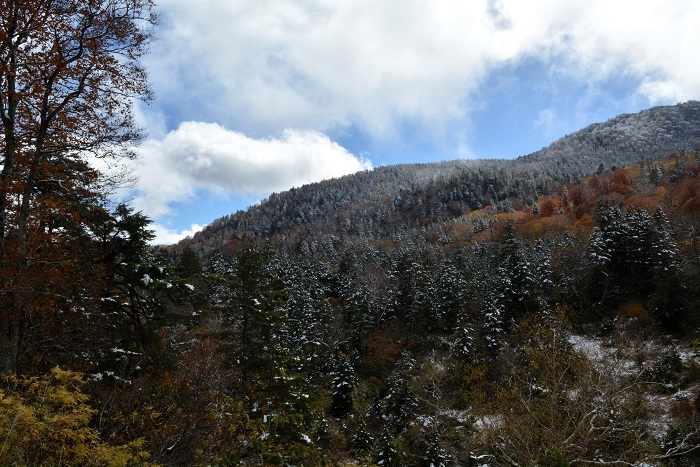 前日の夜の降雪にて、晩秋の紅葉と落葉の姿と雪景色の景観も見られたこの日でした（２０２３年１０月２２日）。

