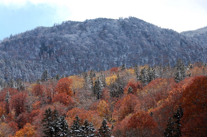 真っ白に雪化粧した燧ケ岳・熊沢田代下の山肌と晩秋の紅葉の景観を望んで（２０２３年１０月２２日）。

