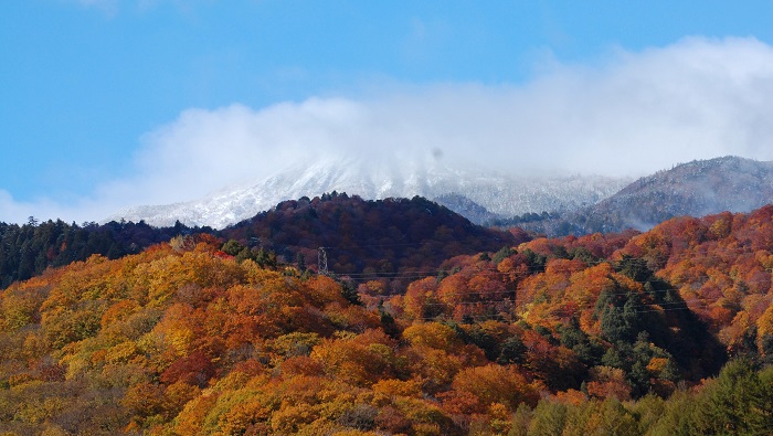 七入りより望む雪化粧の燧ケ岳と紅葉の最前線を迎えていた、尾瀬ブナ坂の紅葉の様子です（２０２３年１０月２２日）。