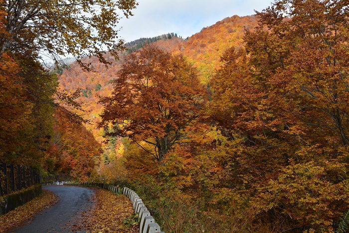 尾瀬ブナ坂最上部では、この日、まだまだ美しい紅葉の姿が見られていました（２０２３年１０月２２日）。