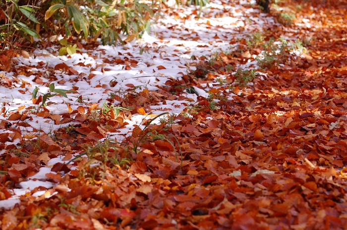 尾瀬ブナ平で見る、多くの落ち葉と雪化粧した落ち葉の光景です（２０２３年１０月２２日）。