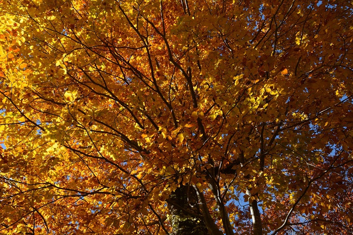 この日の小沢平ブナ樹海ラインの紅葉は、晴天の下、本当に美しい秋の光景が見られました（２０２３年１０月２４日）。

