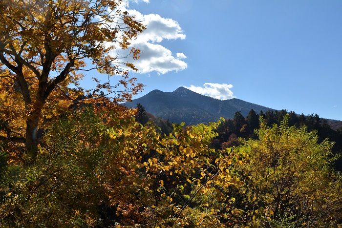 紅葉の最前線を迎えてきた小沢平ブナ樹海ラインより燧ケ岳（標高２３５６ｍ）の姿を望んで（２０２３年１０月２４日）。