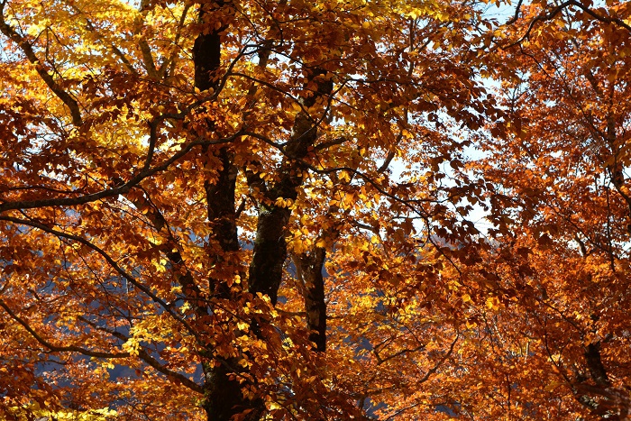 こちらは、小沢平ブナ樹海ライン。尾瀬ブナ平の紅葉がほぼ落葉の光景に移り変わった後、紅葉の最前線の光景が見られました（２０２３年１０月２４日）。