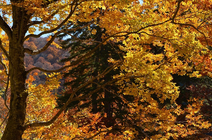 近年にないほどの紅葉の鮮やかさが見られたブナの木の紅葉。その美しさはまさに心洗われるものでした（２０２３年１０月２４日）。