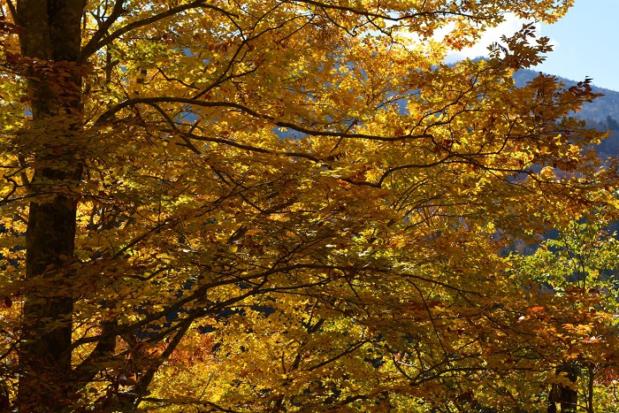 もう１０月も末に差し掛かろうという時期に紅葉の最盛期を迎えた小沢平樹海ライン。ブナの紅葉の輝きは素晴らしいものでした（２０２３年１０月２４日）。