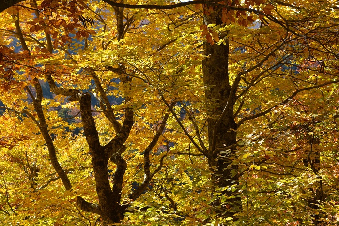 黄色や橙色に染まっていたブナの木の紅葉。太陽の光を浴びたその輝きは、本当に美しい自然の姿でした（２０２３年１０月２４日）。