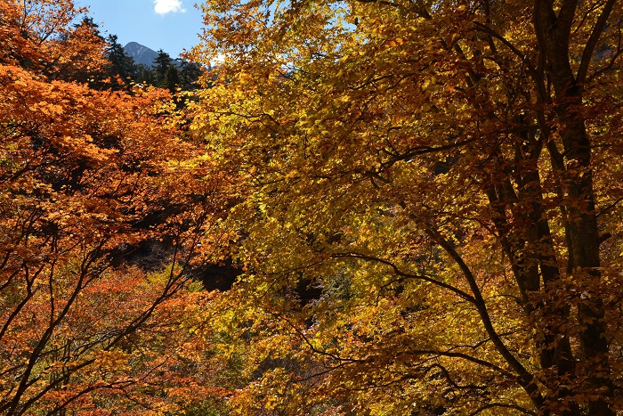 モミジの橙色とブナの木の黄色の紅葉の奥に、燧ケ岳の柴安嵓(標高２３５６ｍ）の姿を望んで（２０２３年１０月２４日）。
