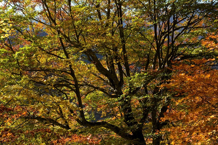 まだまだ青々としていた、小沢平ブナ樹海ラインの原生林。落葉の場所から紅葉の最前線の場所から、紅葉の始まりの光景と、この日だけでも様々な紅葉の姿、秋の姿が見られました（２０２３年１０月２４日）。