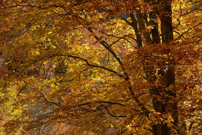 この日の小沢平ブナ樹海ラインは、ブナの木の輝きが本当に美しく、大自然の奥深い秋の光景が見られました（２０２３年１０月２４日）。