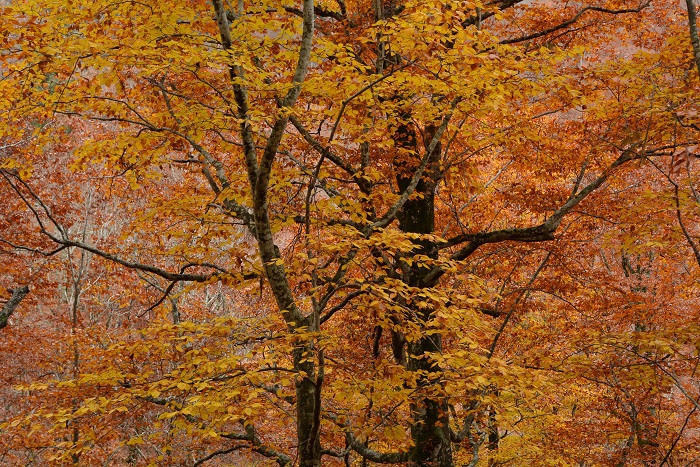 落葉の中、わずかに残ったブナの木の紅葉を見つめて（２０２３年１０月３０日）。