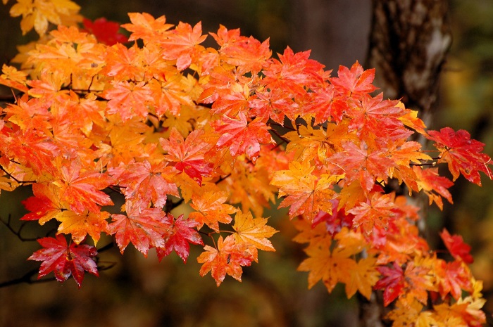 モミジの輝きと秋の美しさを物語る彩。日本の自然と四季の素晴らしさをモミジが語りかけているようです（小沢平ブナ樹海ラインにて・２０２３年１０月３０日）。