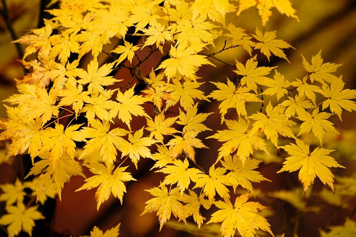 この頃、落葉の中、黄色に染まるモミジの美しさは素晴らしく、本当に綺麗な輝きが見られました（小沢平ブナ樹海ラインにて・２０２３年１０月３０日）。