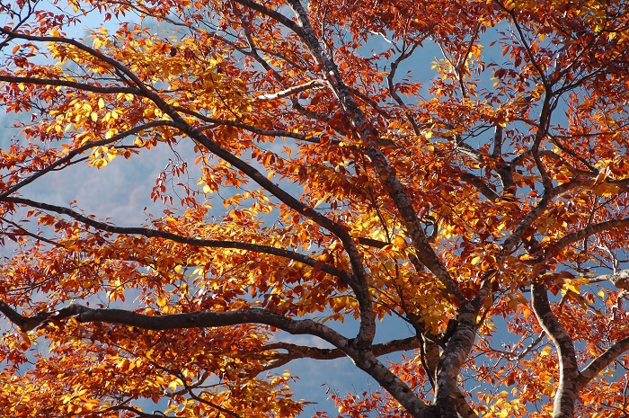朝日を浴びる晩秋の、そして落葉を目前に控えたブナの木の姿です（２０２３年１０月３０日）。