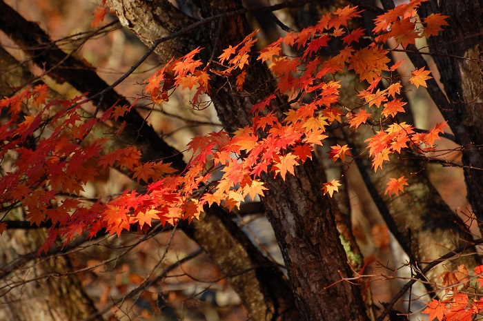 ブナの木はほぼ落葉に移り変わった中、鮮やかな紅葉の姿を魅せるモミジの光景です（小沢平ブナ樹海ラインにて・２０２３年１０月３１日）。