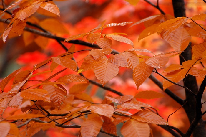 ブナの木の葉の、晩秋の紅葉の光景です（小沢平ブナ樹海ラインにて・２０２３年１０月３０日）。