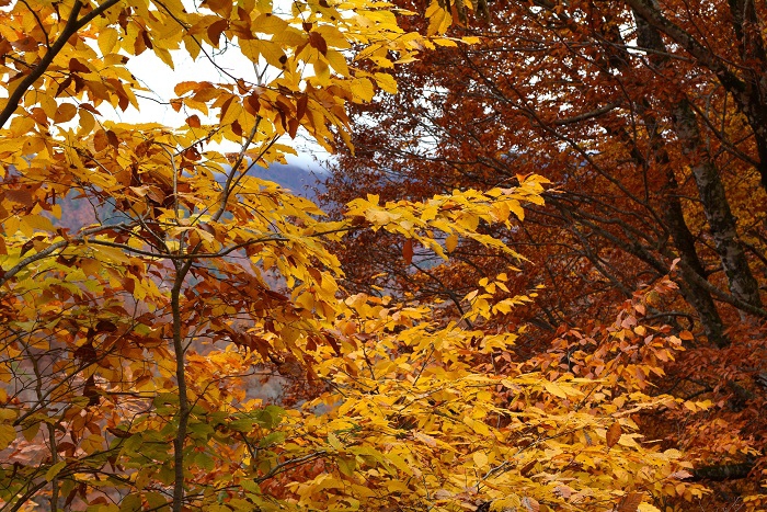 落葉が一気に進む中、まだ残ったブナの木の紅葉を見つめて（小沢平ブナ樹海ラインにて・２０２３年１０月３０日）。