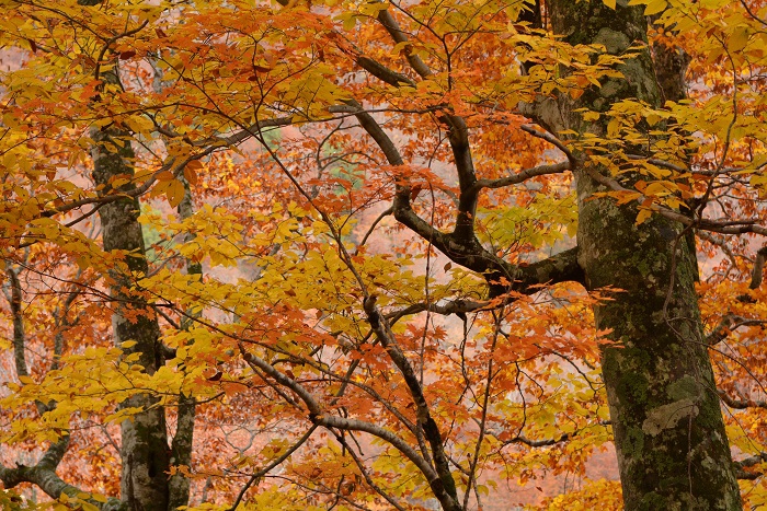 周りが一気に落葉し、残ったブナの木の紅葉の景観もまた本当に鮮やかに見えるものです（小沢平ブナ樹海ラインにて・２０２３年１０月３０日）。