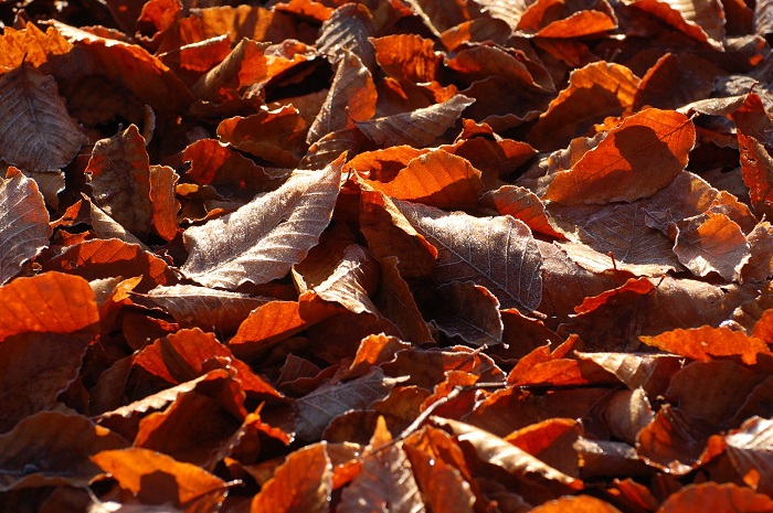 驚くほどの大量の落ち葉に包まれる晩秋の秋の光景。今年の秋も、小沢平ブナ樹海ラインでは、深さ約１０ｃｍ程の多くの落ち葉の姿が見られました（尾瀬ブナ平にて・２０２３年１０月３１日）。