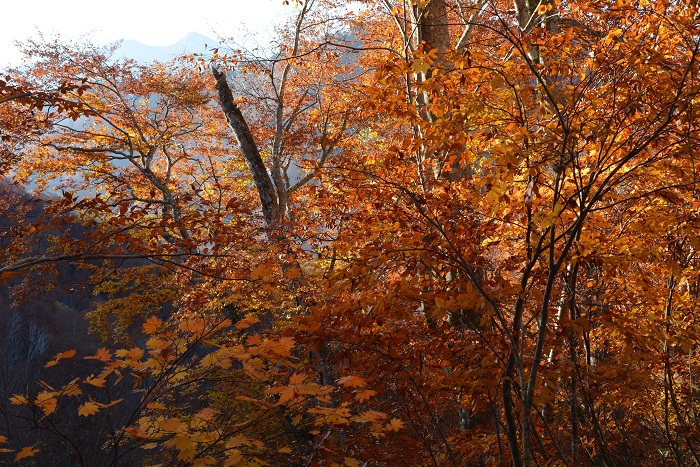 奥に燧ケ岳（標高２３５６ｍ）を望む、樹海ラインの紅葉は、本当に鮮やかで美しいものでした（小沢平ブナ樹海ラインにて・２０２３年１０月３１日）。