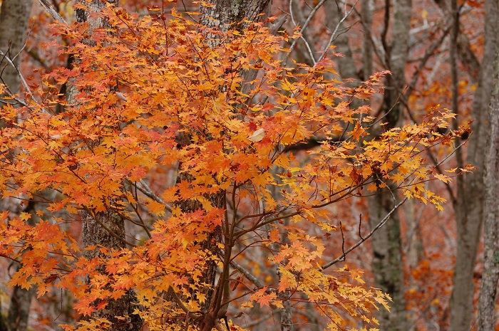 ほぼ落葉した中で見るモミジの景観も、大好きな秋の風景です（小沢平ブナ樹海ラインにて・２０２３年１０月３１日）。