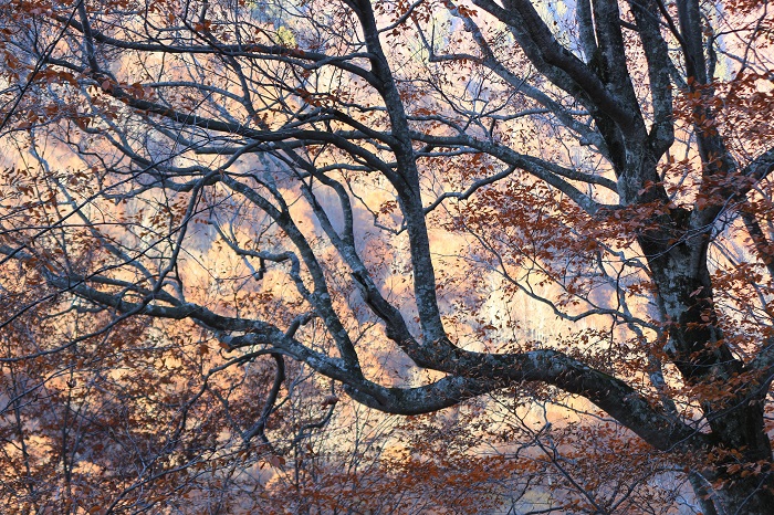 １０月３１日には紅葉の姿が見られたブナの木も、一気に落葉へと進み、初冬へと進む自然の季節の変化が見られた頃でした（小沢平ブナ樹海ラインにて・２０２３年１１月３日）。