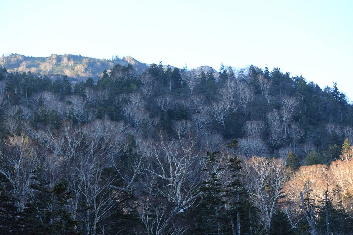 落葉とともに、秋の終わりを告げるダケカンバの晩秋の光景。もうこの頃は初冬の光景でもありますが、落葉後のダケカンバの自然の光景も、美しいものです（尾瀬御池登山口にて・２０２３年１１月３日）。