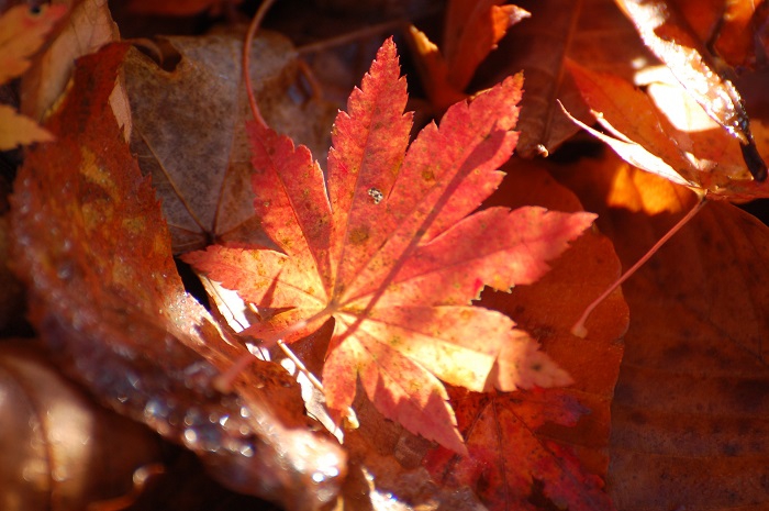 秋という季節の、かけがえのない自然と紅葉の美しさを魅せるモミジに、心より、心から、感謝です（小沢平ブナ樹海ラインにて・２０２３年１０月３１日）。