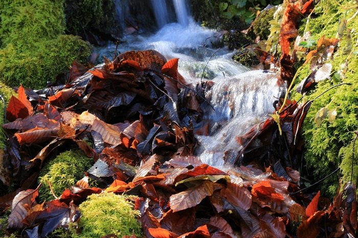 この日、尾瀬ブナ坂の清水は、大量の落ち葉と清らかな清流の流れが見られ、秋の終りと晩秋の清流の姿が見られました（２０２３年１１月３日）。