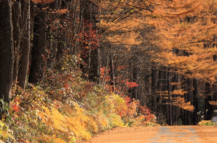 今年の秋は、カラマツの紅葉が少し早かった印象がありますが、カラマツの紅葉に少し元気がないように感じました（２０２３年１１月３日）。