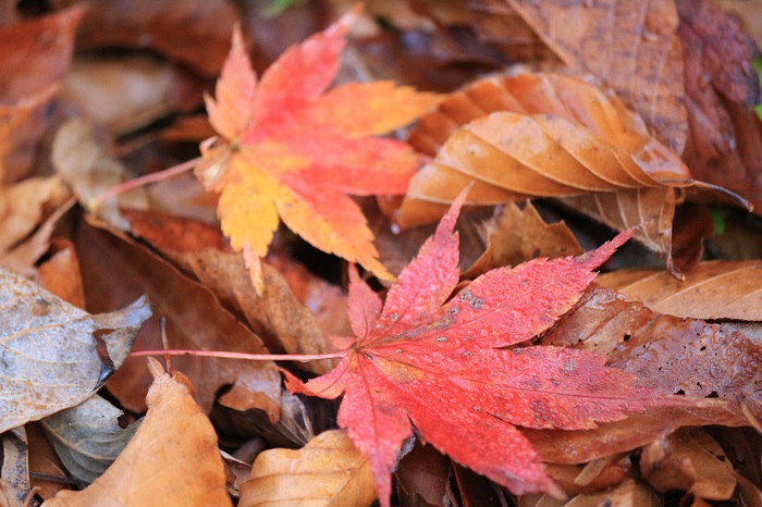 秋の紅葉の終わりを告げる大量の落ち葉。落ちてなお輝くモミジの姿。今年も春から秋まで、素晴らしい自然の姿を本当に有難うございました（２０２３年１１月３日）。
