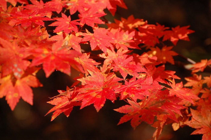 秋　・　心洗われる鮮やかな美しさが見られた今年の紅葉（２０２３年１０月３１日）。
