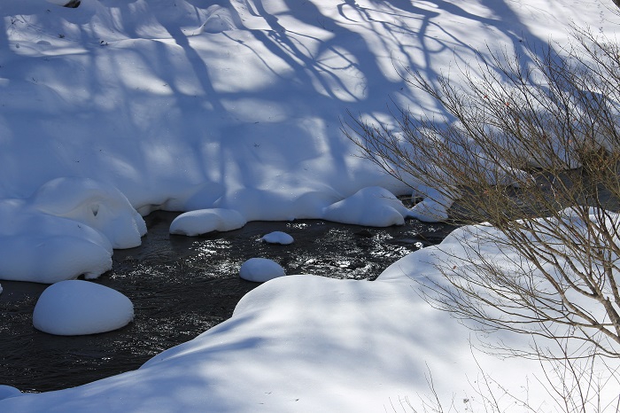 モミジの繊細な枝と雪景色が織り成す冬の光景は、厳しい風雪の後の冬の雪景色として好きな風景の一つです（２０２４年１月３０日）。
