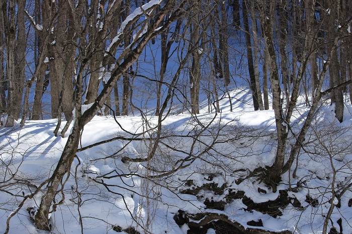 尾瀬野より桧枝岐川渓谷の冬の原生林と雪景色を望んで（２０２４年１月３０日）。