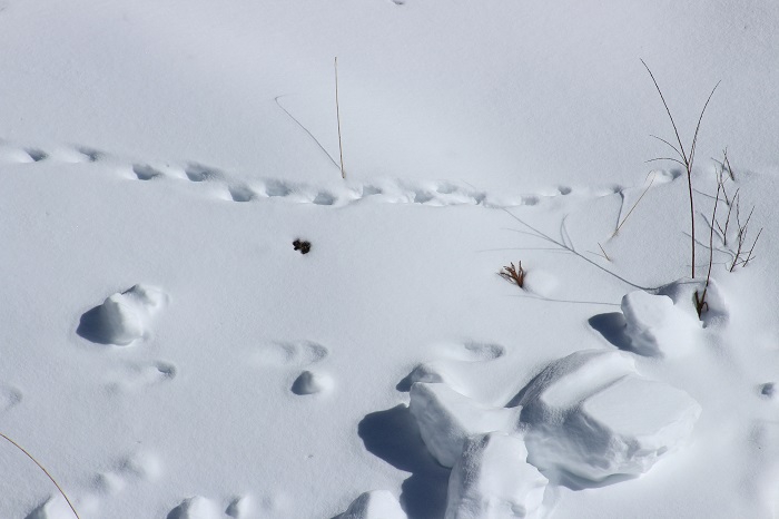 尾瀬野の周りの冬の自然の中には、動物の足跡が数多く見られます（２０２４年１月３０日）。
